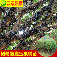 广西四季嘉宝果苗，台湾进口嘉宝果树苗 