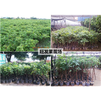 广西果树基地批发 南宁石硖龙眼果树苗 