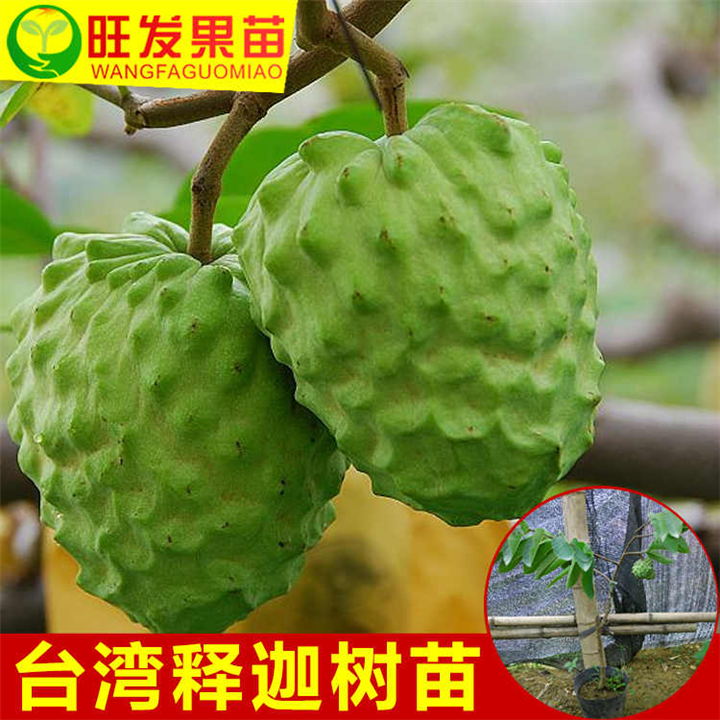 新品种凤梨释迦苗（番鬼荔枝苗）出售 