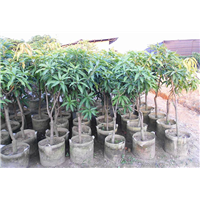 南宁象牙芒果苗培育基地直销、广西果苗场、红象牙芒果苗 