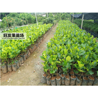 云南**马来西亚四季菠萝蜜树苗 嫁接树苗四季当年结果 