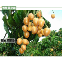 南宁无核黄皮苗  南宁黄皮苗 南宁苗场
