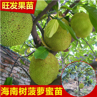 菠萝树大树菠萝蜜树苗栽苗/大树菠萝蜜树苗 