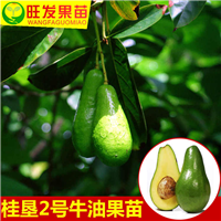 广西牛油果苗批发 零售 广西**牛油果苗 