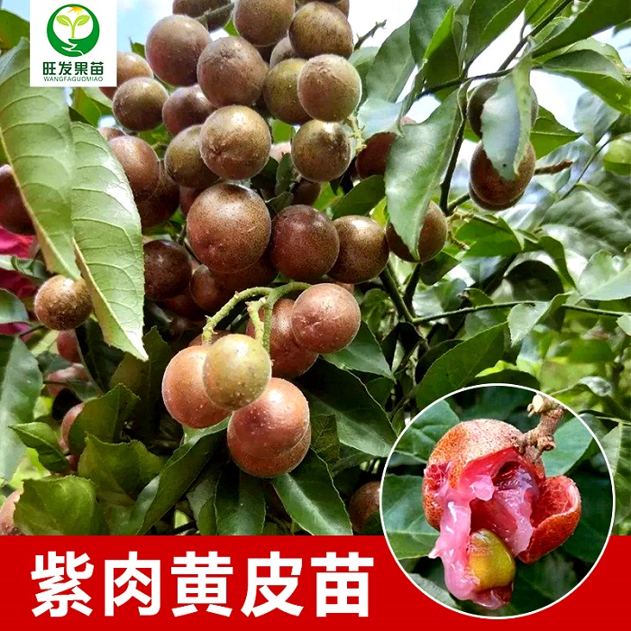 广西紫肉黄皮苗