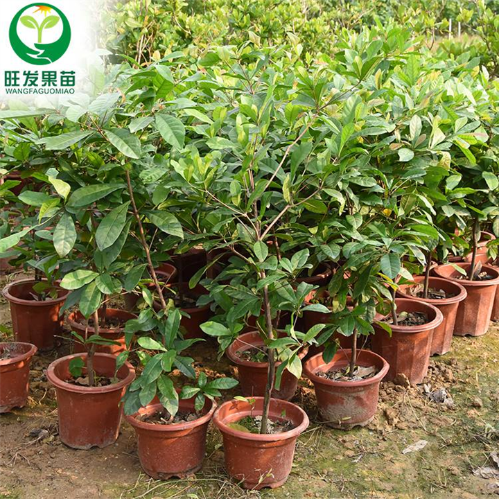 神秘果苗奇迹果苗 北方种 南方种盆栽 地栽当年结果 