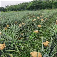 五华霸王凤梨推荐 