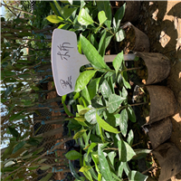 惠州黑柿子巧克力柿种植基地