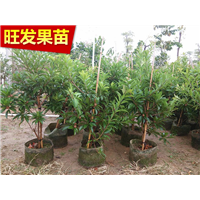 **品种人心果苗大量出售、广西**人心果苗 