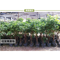 广西优良种龙眼树苗批发 石硖龙眼嫁接苗  石硖龙眼 **保证 