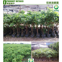 南方果树苗 广西龙眼苗石硖龙眼嫁接苗 