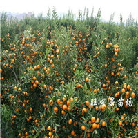 广西旺发果苗种苗 茂谷柑苗 南北方种植当年结果 