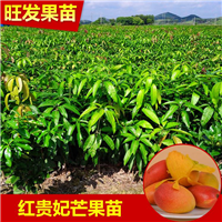 钦州盆栽芒果苗、钦州红贵妃芒果苗、嫁接果树苗 