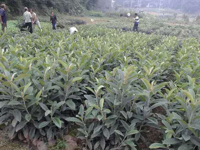 枇杷苗 