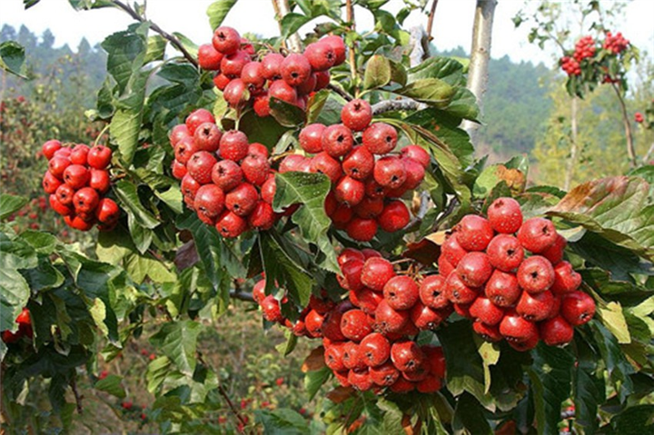 广西供应山楂苗，南宁山楂苗，百色山楂苗 