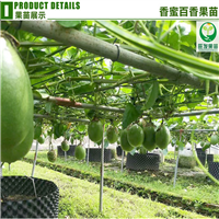 东莞香蜜百香果