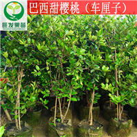 广西樱桃苗大量现货 钦州盆栽樱桃苗 灵山樱桃苗 