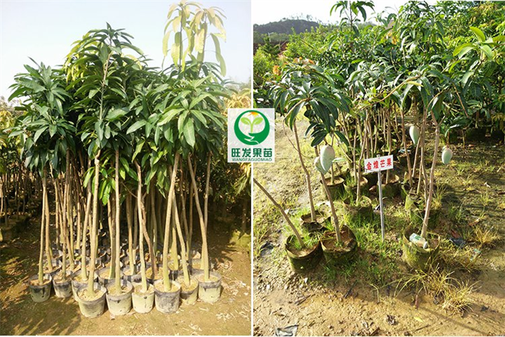 广西**金煌芒果苗、广西金煌芒嫁接果苗、成活率高 