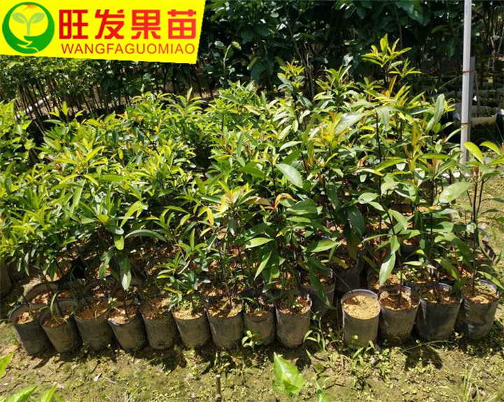 岭南山竹子又称（罗蒙树）山竹苗 竹节果 黄牙树 稀奇名贵 