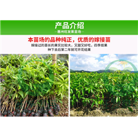广西果苗场、广西澳芒芒果苗、广西芒果嫁接苗 