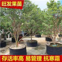 名贵水果盆栽果苗树葡萄苗南北方种植 