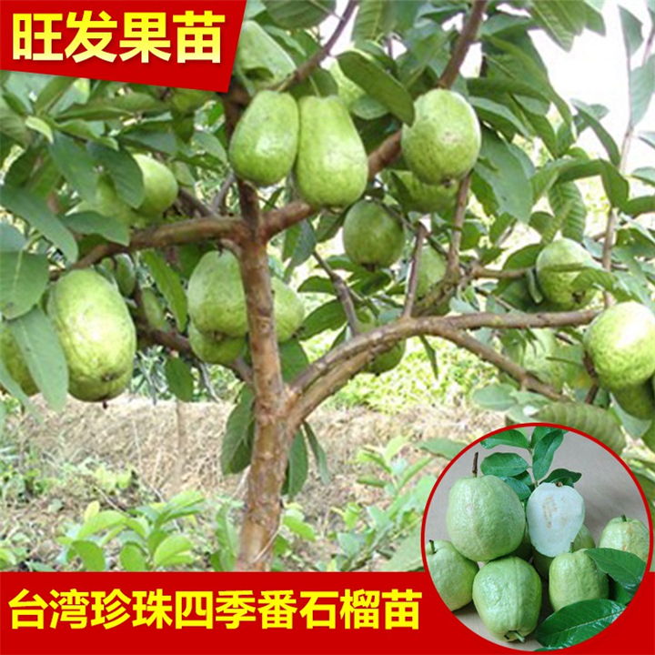 嫁接芭乐果树苗 四季结果 台湾珍珠番石榴**红心番石榴 