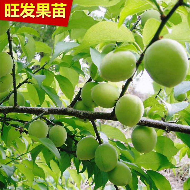 广西青梅苗基地，广西青梅苗，百色青梅苗 