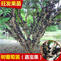 台湾四季树葡萄果树苗 优良嘉宝果果树苗 