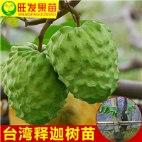 新品种凤梨释迦苗（番鬼荔枝苗）出售 