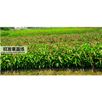 钦州芒果苗树、灵山芒果轩、广西芒果直生苗 