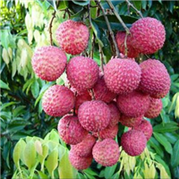 广西荔枝苗 