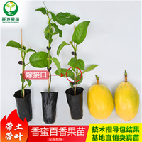 香蜜百香果新品种