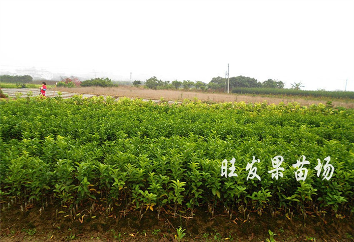 **茂谷柑嫁接苗 质量保证  茂谷柑产量高 