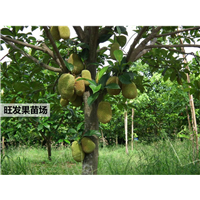 广西果苗基地，榴莲蜜苗基地