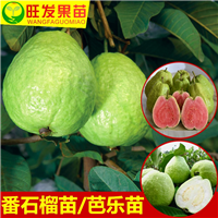 芭乐四季珍珠番石榴苗白肉嫁接苗 肉嫁接苗当年结果 