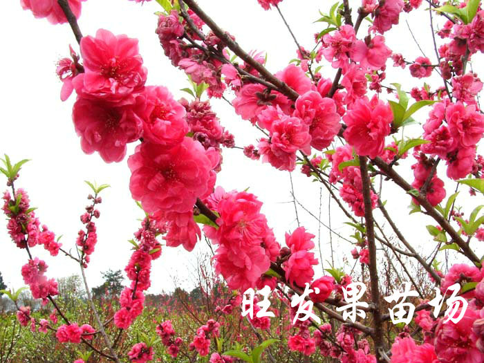 优质桃花苗哪里有？南宁桃花苗基地 