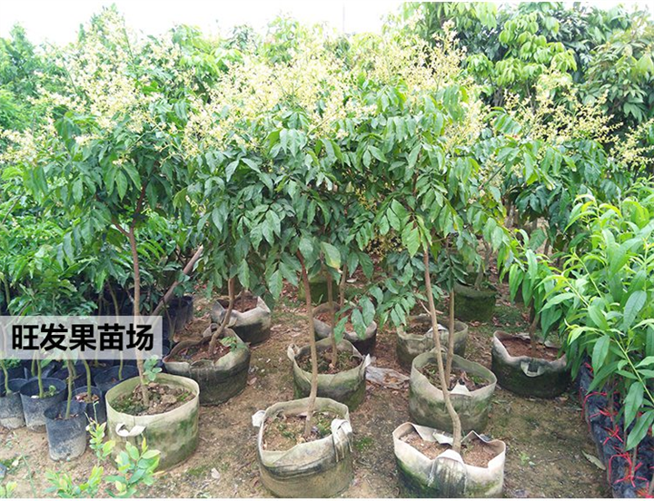 黄皮苗供应 可地栽盆栽 当年结果 南方种植 