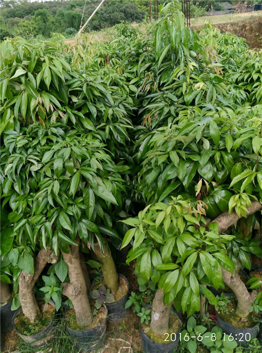 茘枝苗 