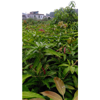 金煌芒果苗 