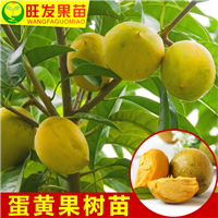 出售蛋黄果苗，批发蛋黄果苗，广西果苗 
