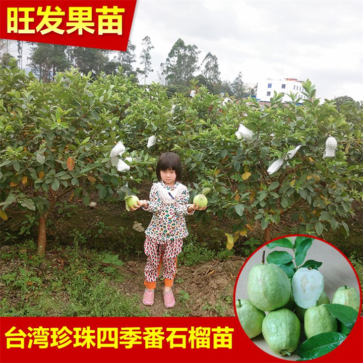 台湾珍珠芭乐苗 四季珍珠番石榴苗 盆栽果苗 当年挂果 