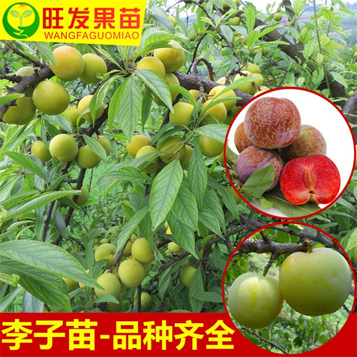 早熟三华李苗 李子苗 当年结果 