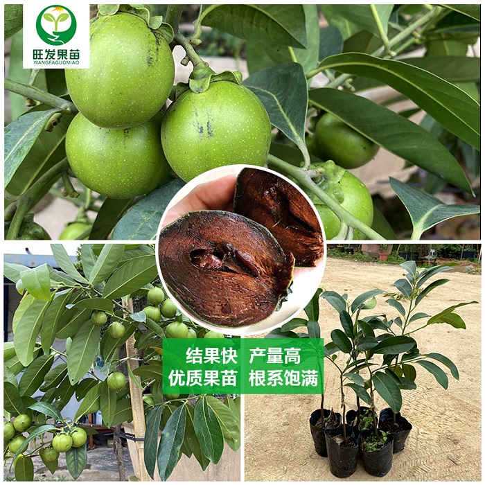 广西黑柿巧克力果苗