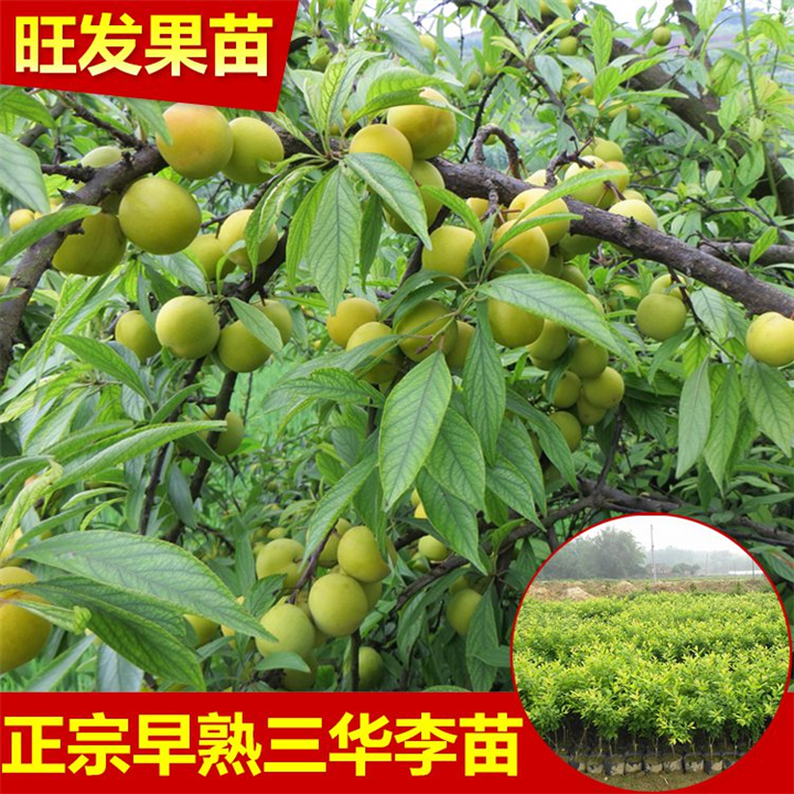 三华李果树苗 南方水果苗 嫁接苗 
