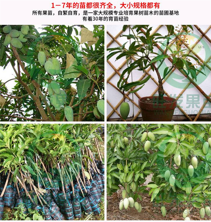 广西四季芒果苗价格、广西芒果树苗批发、南方种植 