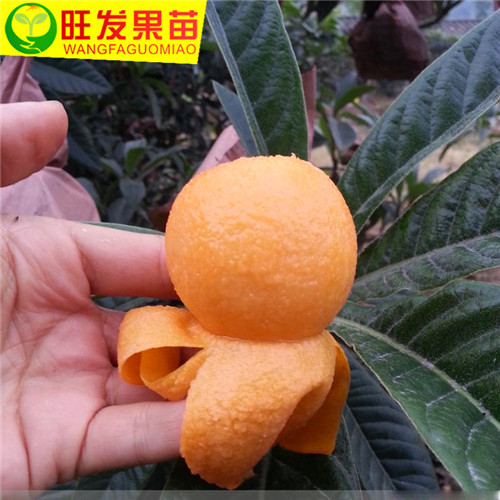 惠州枇杷苗，广西枇杷苗
