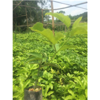 百香果苗 