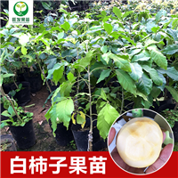 惠州白柿冰淇淋果苗