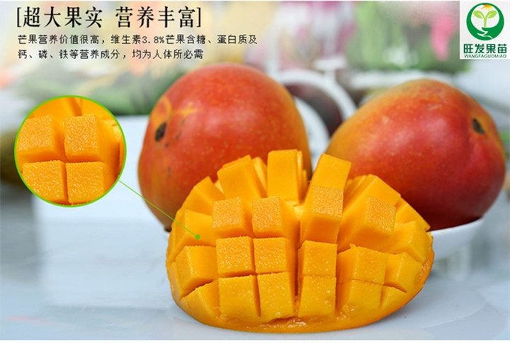 新品种澳芒芒果苗、云南芒果苗、热带果树苗木 
