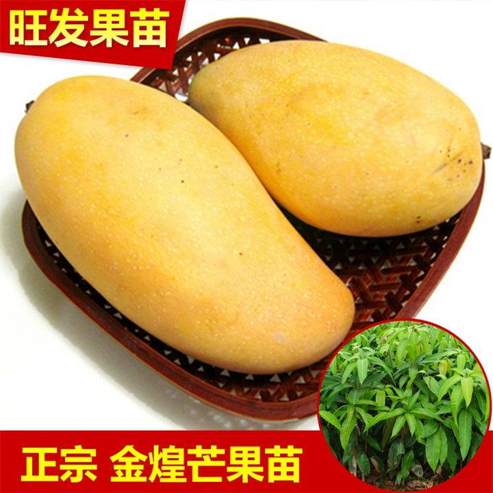 广西芒果树苗批发|**金煌芒果苗 